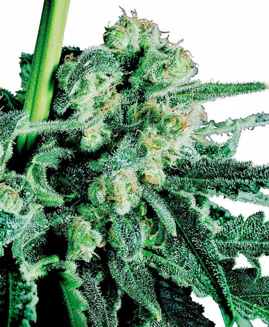 Sensi Seeds Sensi Skunk Regular Seeds