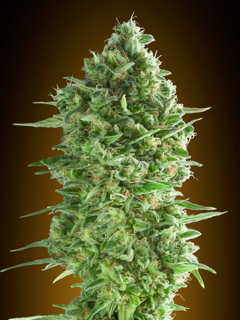 00 Seeds Do-Si-Dos Cookies Feminised Seeds