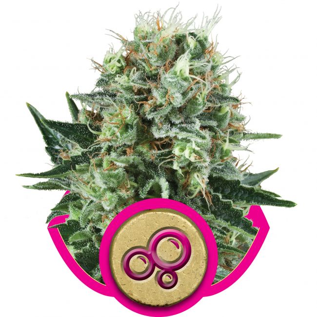 Royal Queen Seeds Bubble Kush Feminised Seeds