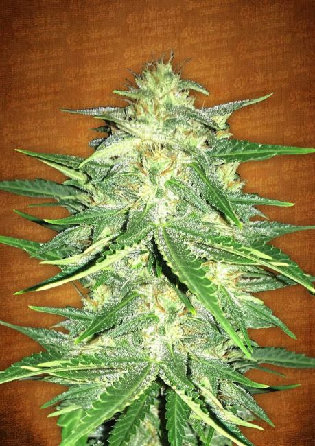 FastBuds Lemon AK Auto Feminised Seeds