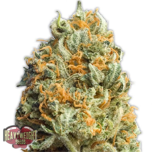 Heavyweight Seeds Fully Loaded Auto Feminised Seeds