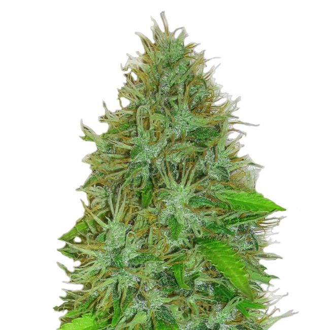 Heavyweight Seeds 2 Fast 2 Vast Auto Feminised Seeds