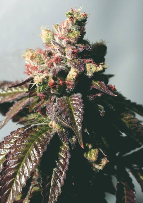 Cali Connection Passion Berry Feminised Seeds (Gold Collection)