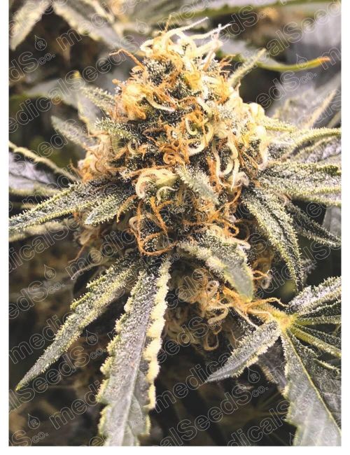 Medical Seeds Recovery CBD Feminised Seeds