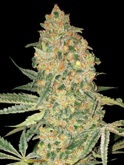 Advanced Seeds Bruce Banner Feminised Seeds