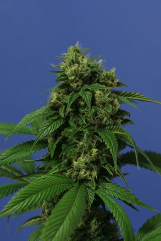 T.H. Seeds Wreckage Feminised Seeds - 10+