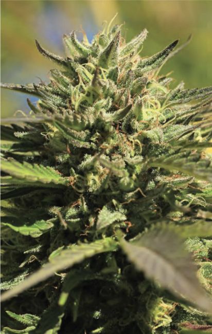 Humboldt Seed Co. OG Kush Feminised Seeds