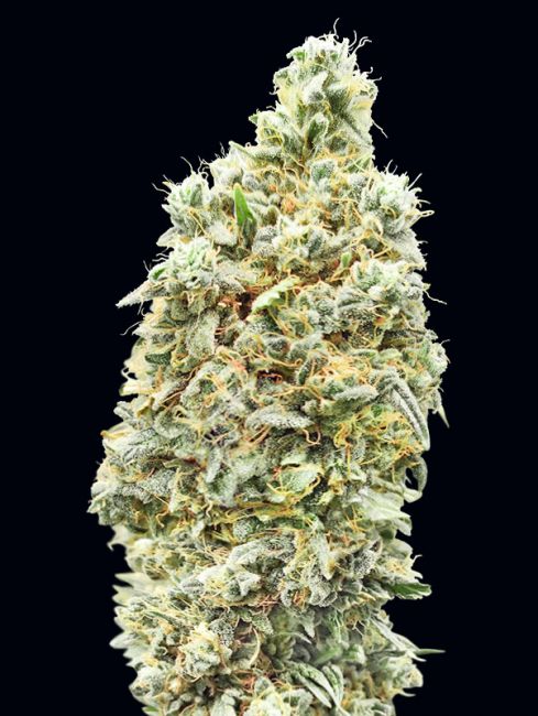 Advanced Seeds Strawberry Banana FAST Feminised Seeds