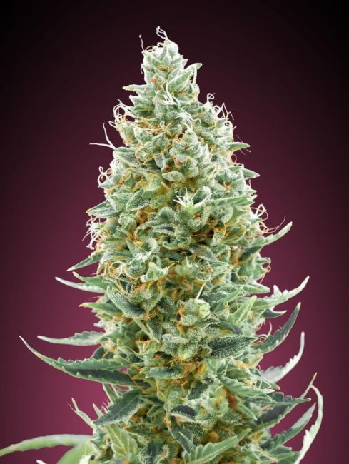 Advanced Seeds Amnesia Fast Feminised Seeds