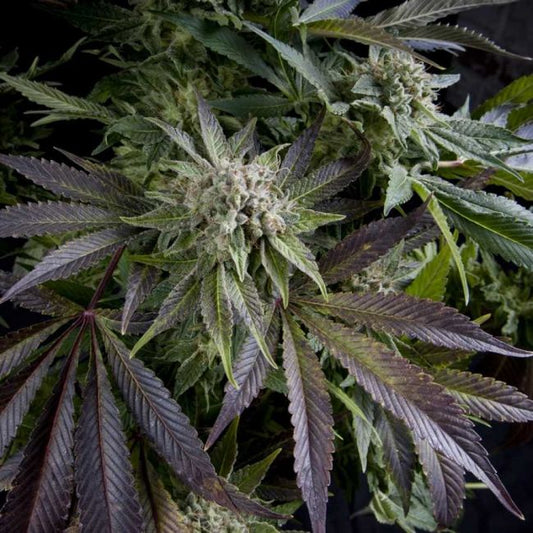 Pyramid Seeds Blue Pyramid Feminised Seeds