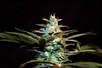 Sweet Seeds NYC Diesel (formerly Ice Cool) Feminised Seeds