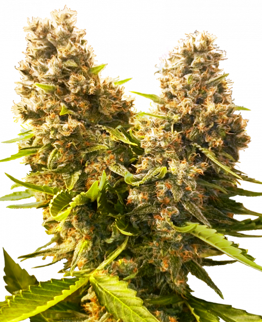 Sensi Seeds Banana Kush Cake Auto Feminised Seeds