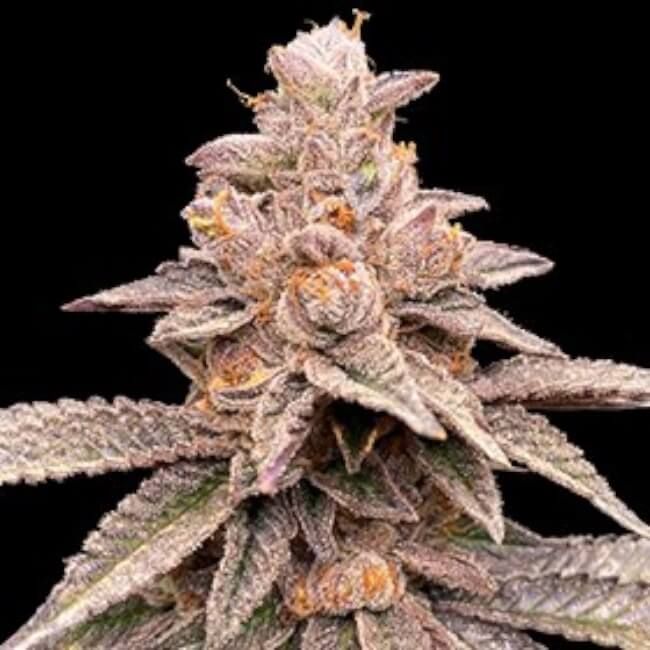 G13 Labs Banana Latte Feminised Seeds