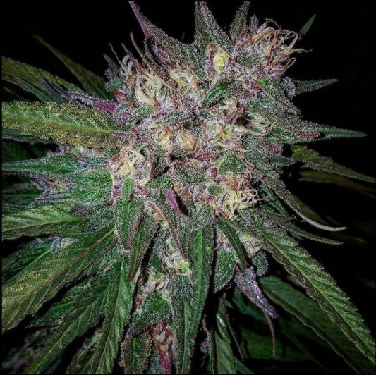 Grand Daddy Genetics Bay Berry Regular Seeds