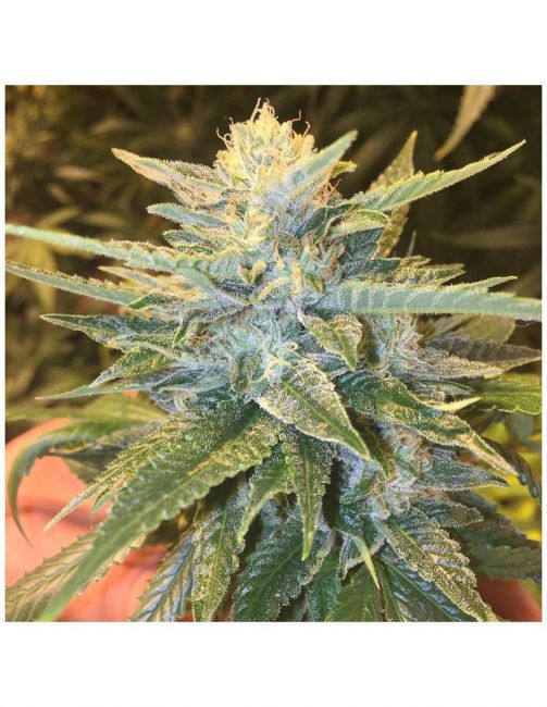 Grand Daddy Genetics Bay Lotus Regular Seeds