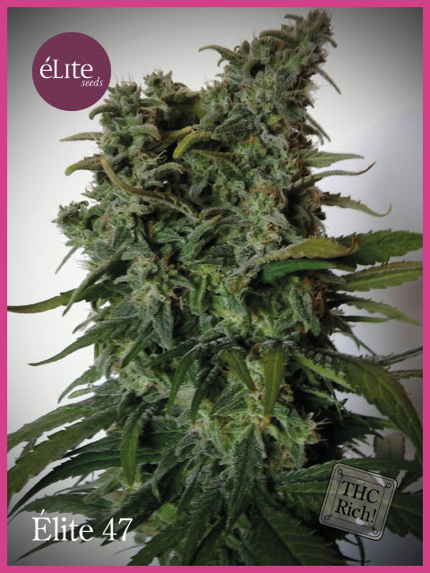 Elite Seeds Elite 47 Feminised Seeds