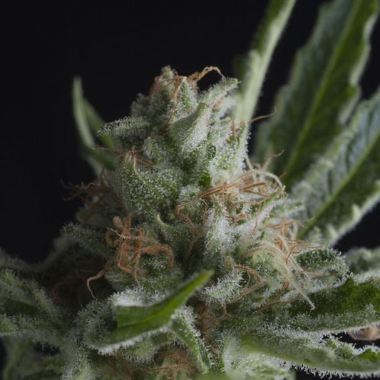 Pyramid Seeds Shark CBD Feminised Seeds