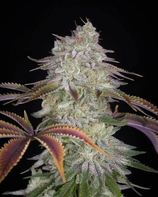 Greenhouse Seed Co. AlienZ Feminised Seeds