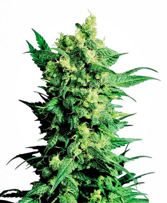 Sensi Seeds Shiva Shanti II Regular Seeds