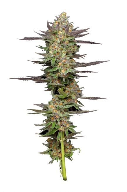 Humboldt Seed Co. Mint Jelly Auto Feminised Seeds