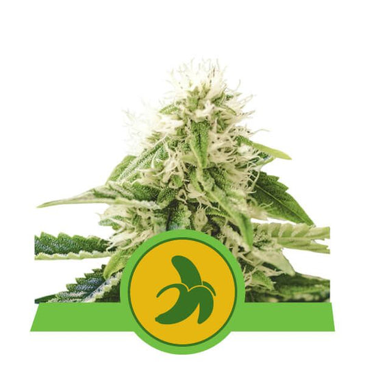 Royal Queen Seeds Fat Banana Auto Feminised Seeds