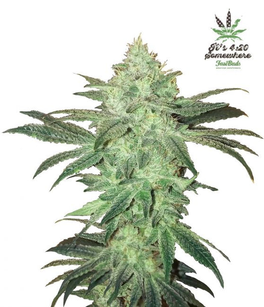 FastBuds Stardawg Auto Feminised Seeds