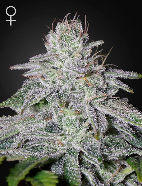 Greenhouse Seed Co. Franco's Lemon Cheese Feminised Seeds