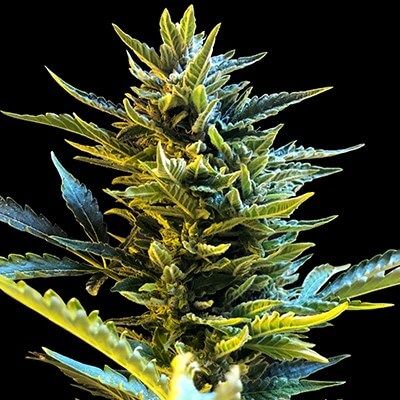 G13 Labs Bride Cake Auto Feminised Seeds