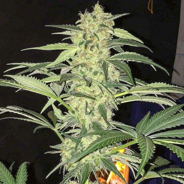 T.H. Seeds S.A.G.E. CBD Feminised Seeds