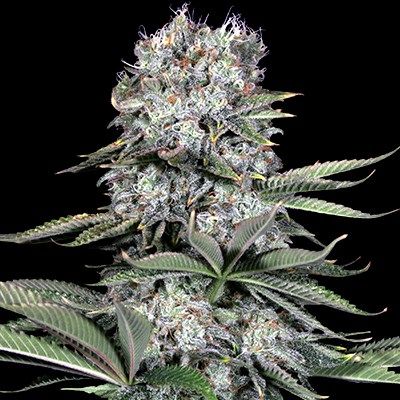 G13 Labs Runtz 13 Feminised Seeds