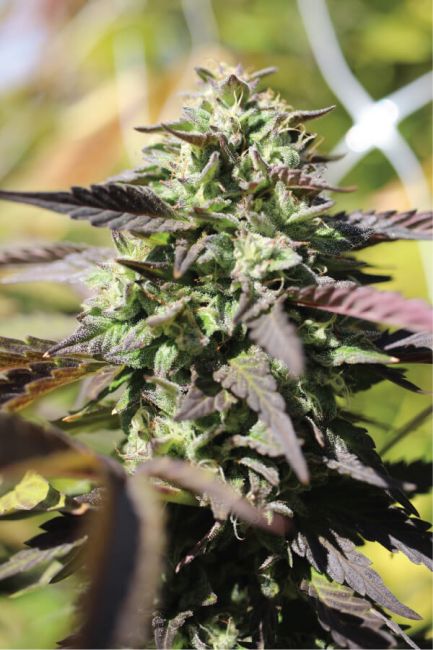 Humboldt Seed Co. Chunkadelic Auto Feminised Seeds