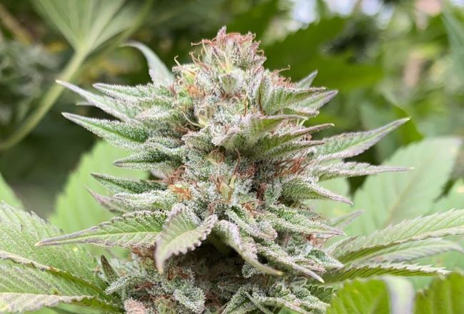 Kannabia Seeds Strawberry Haze Auto Feminised Seeds