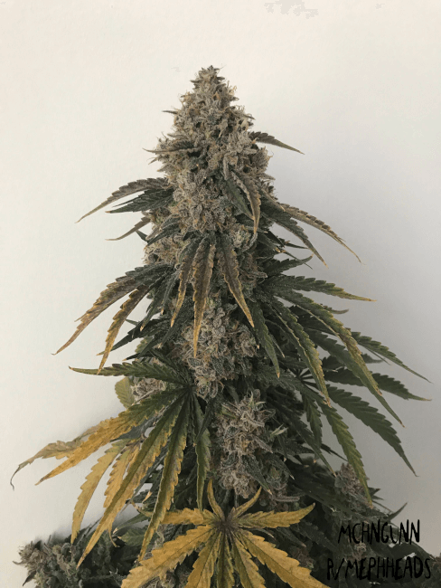 Mephisto Genetics Beary White Auto Feminised Seeds