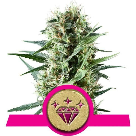 Royal Queen Seeds Special Kush #1 Feminised Seeds