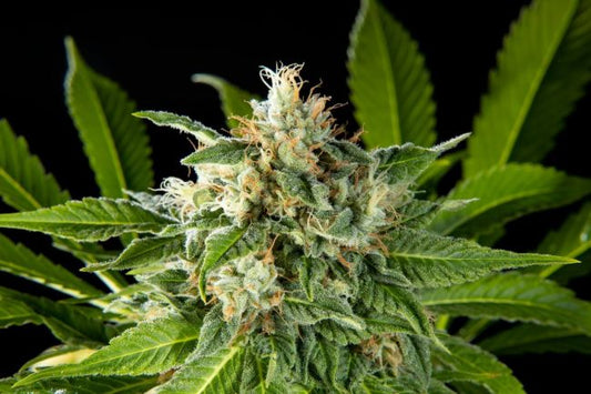 Philosopher Seeds Da Critical Feminised Seeds