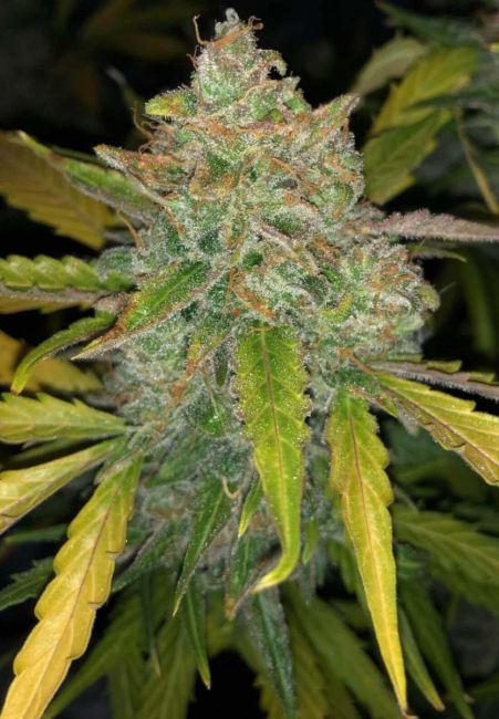 Philosopher Seeds Purple Sunset Auto Feminised Seeds