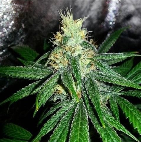 Grand Daddy Genetics Berry Larry Regular Seeds