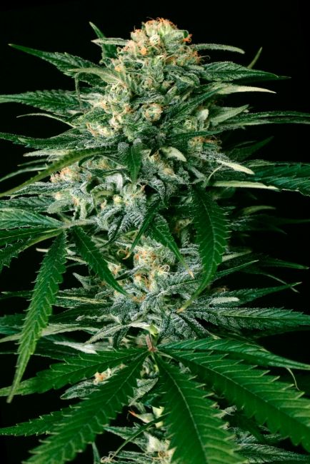 Exotic Seed Gypsy Widow Feminised Seeds