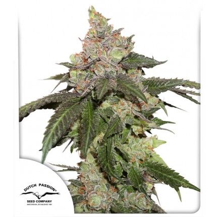 Dutch Passion Kerosene Krash Feminised Seeds