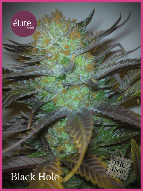 Elite Seeds Black Hole Feminised Seeds