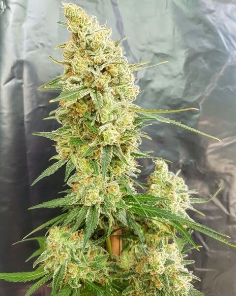 Expert Seeds Gorilla Banana Feminised Seeds