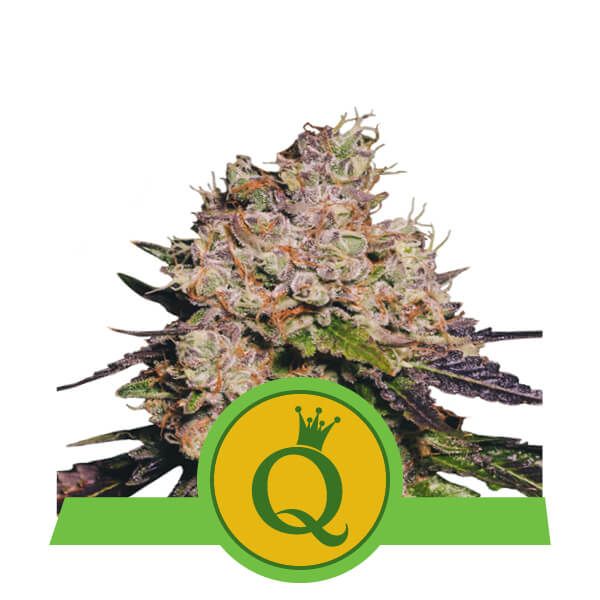 Royal Queen Seeds Purple Queen Auto Feminised Seeds