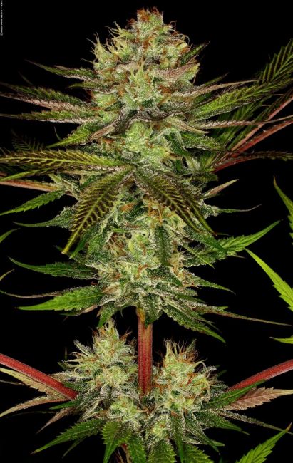 Paradise Seeds Chocolate Wafflez Feminised Seeds