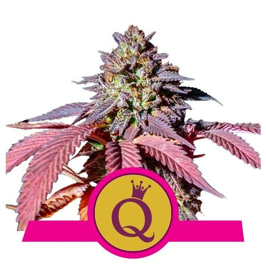 Royal Queen Seeds Purple Queen Feminised Seeds