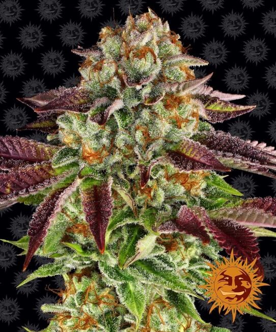 Barney's Farm Biscotti Mintz Feminised Seeds