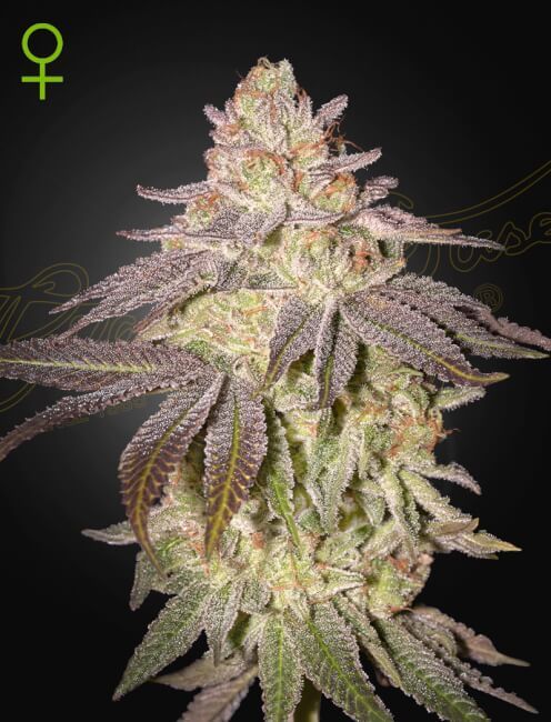 Greenhouse Seed Co. Black Toffee Auto Feminised Seeds