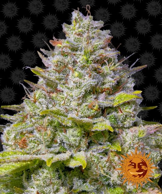 Barney's Farm Blue Gelato 41 Feminised Seeds