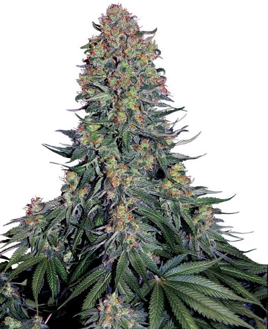 Sensi Seeds Blue Skunk Feminised Seeds