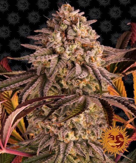 Barney's Farm Blue Sunset Sherbert Feminised Seeds