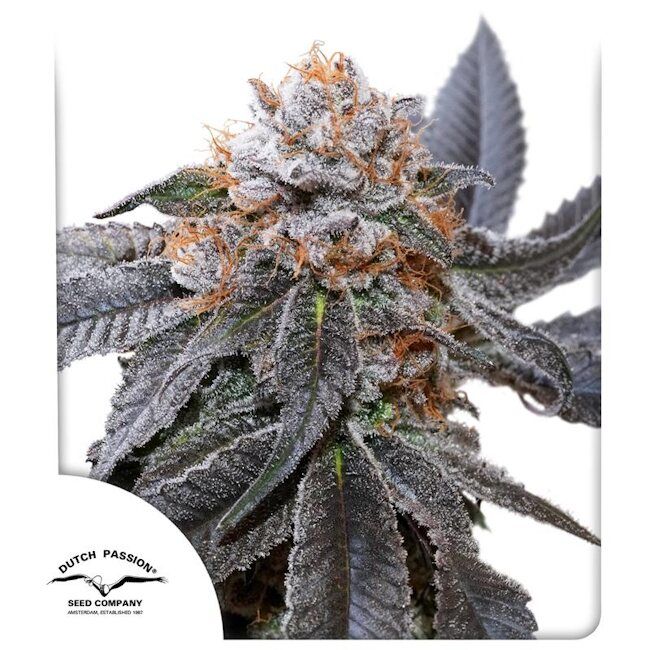 Dutch Passion Blue Zushi Feminised Seeds